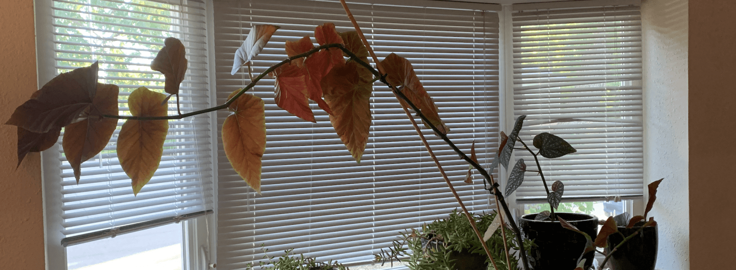 a red and green and spotted begonia winds its way across a window