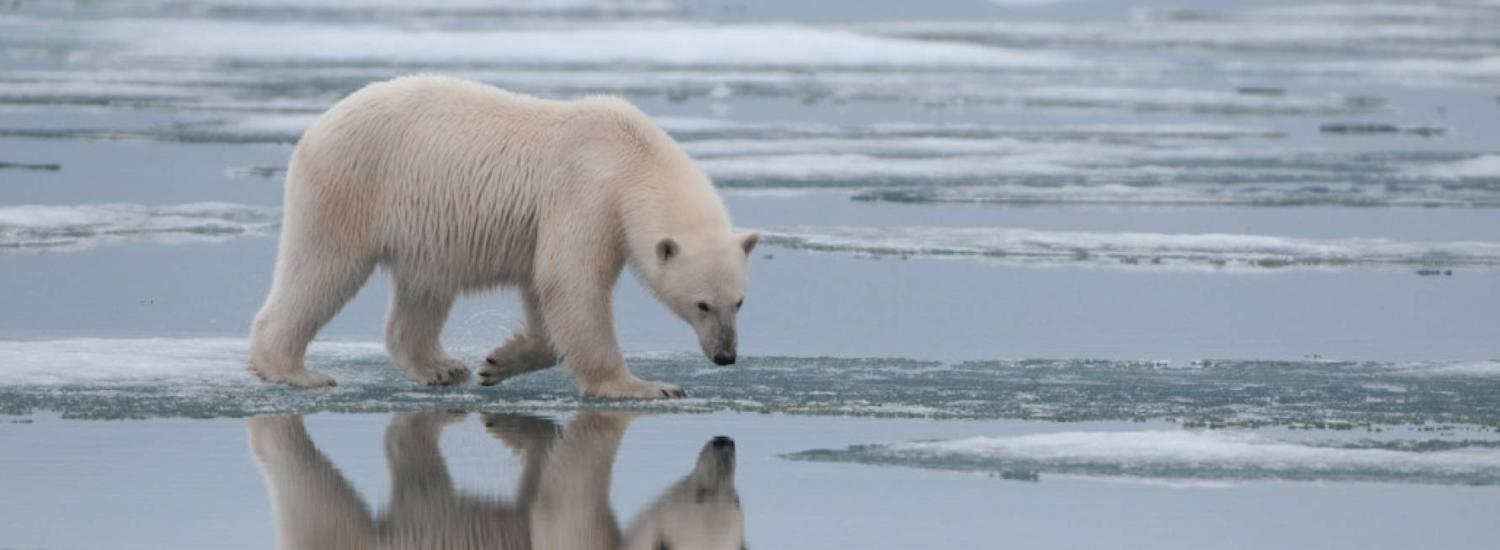 polar bear walking on melting arctic ice