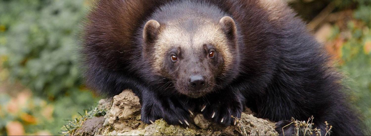 photo of a wolverine facing the camera