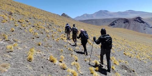 A line of four people carrying gear as they walk up a dry, gray landscape filled with small yellow vegetation.
