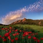 Poppies in front of mountains in the early morning sun