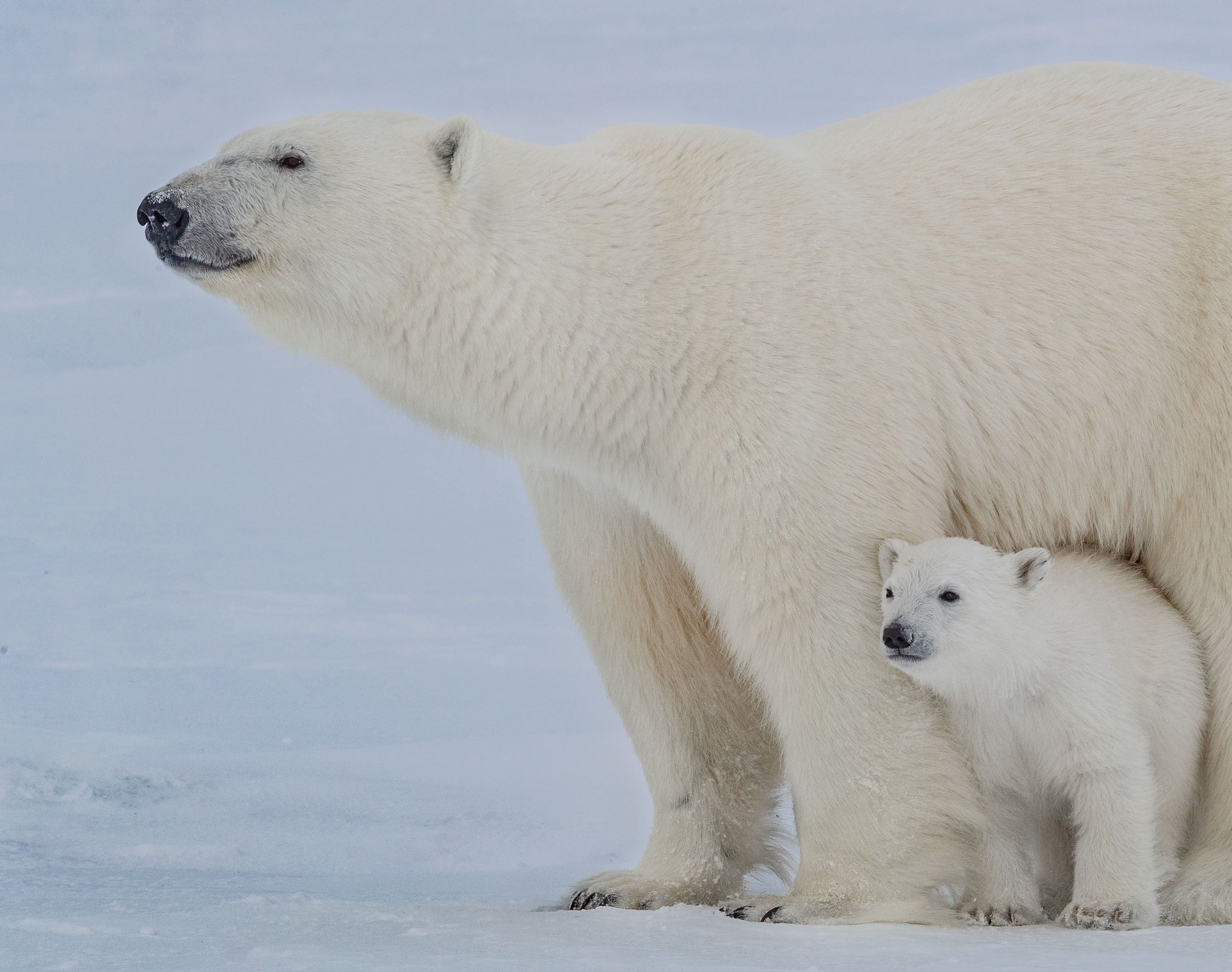 Mother and baby polar bear