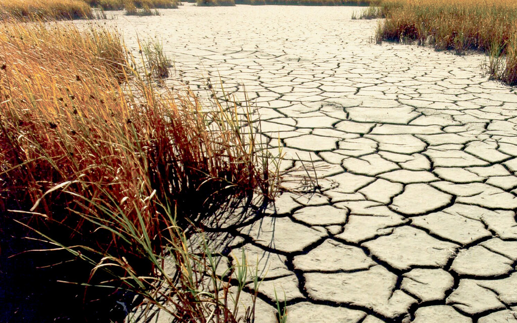 Cracked sediment with dying plants in a drought. 