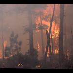 Wildfires & Crop Burning Smoke with Shuka Schwarz