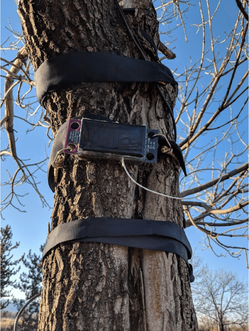 An accelerometer strapped to a tree