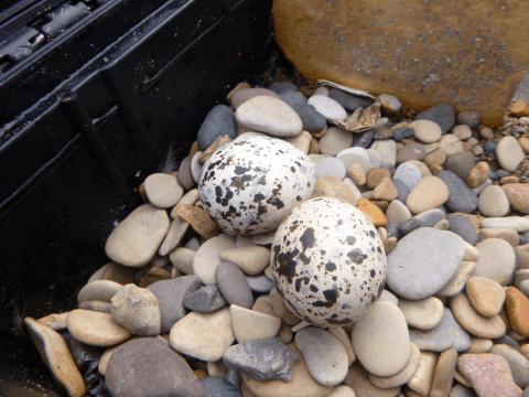 Black Guillemots Eggs