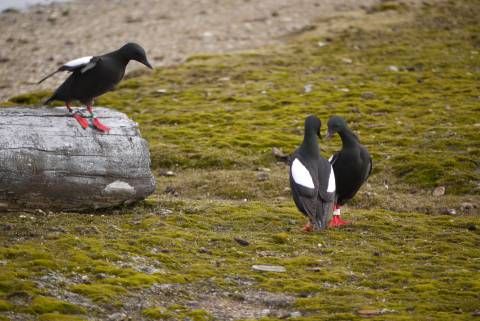 Black Guillemots mating