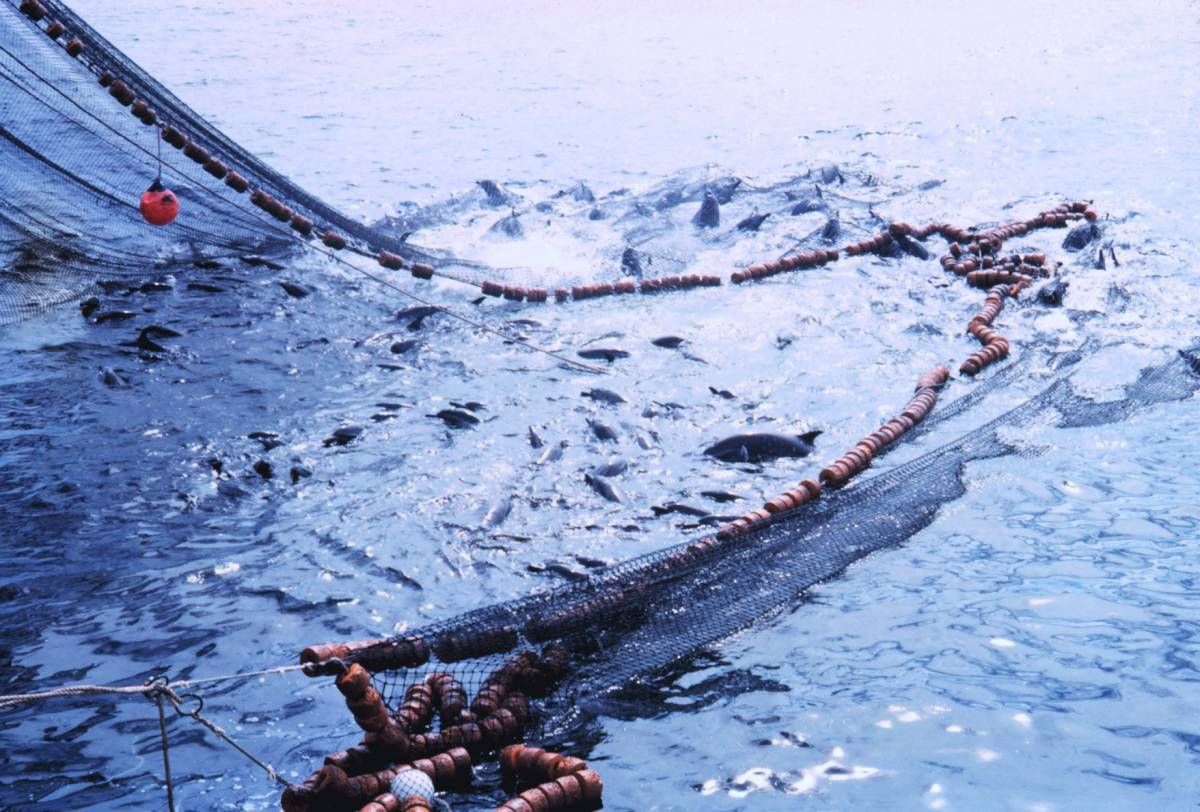 1960's tuna fishing.