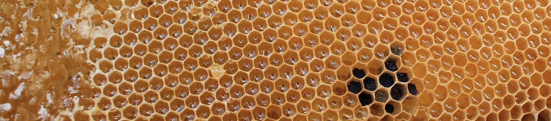 honeycomb.