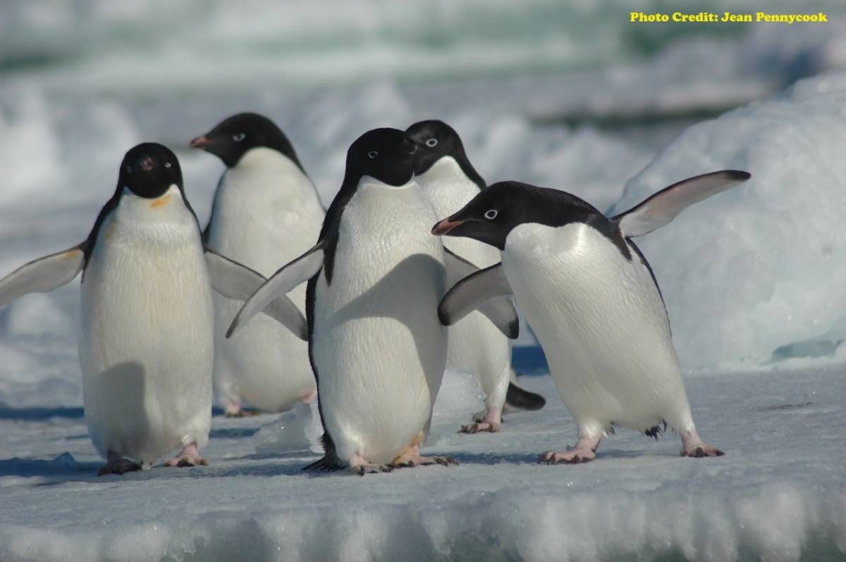 A group of Penguins on Ice