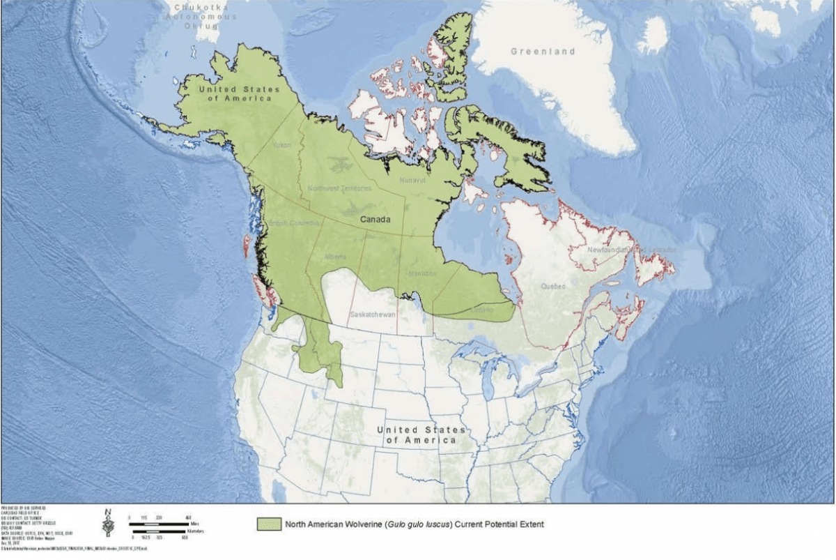Map of North America showing range of wolverine in green. The range extends from Alaska and Northwestern Canada down into the Pacific Northwest.