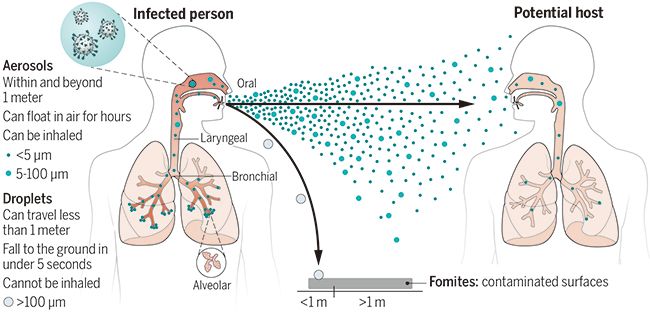 Graphic showing how coronavirus is spread from person to person via aerosols. An infected person breathes or coughs, sending aerosols toward a person next to them.