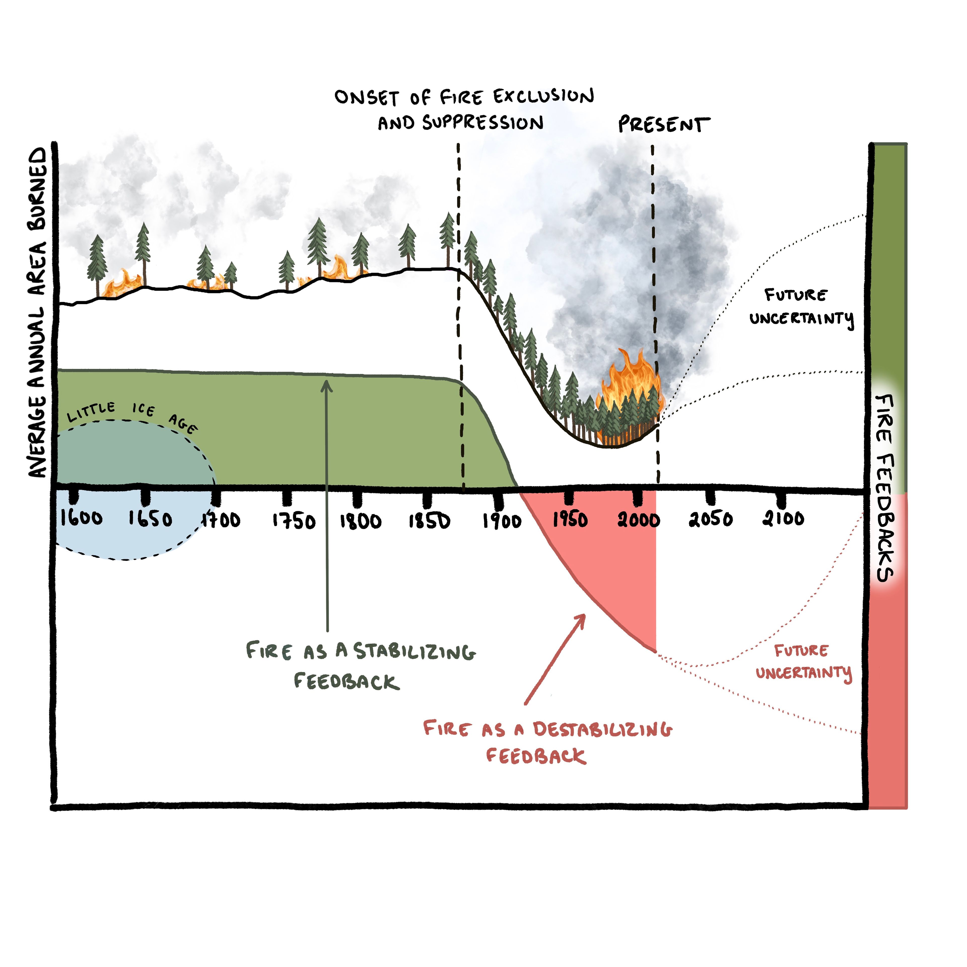 A graph shows past, present and future feedback from fires on the landscape. As fires are suppressed, fires grow larger. 
