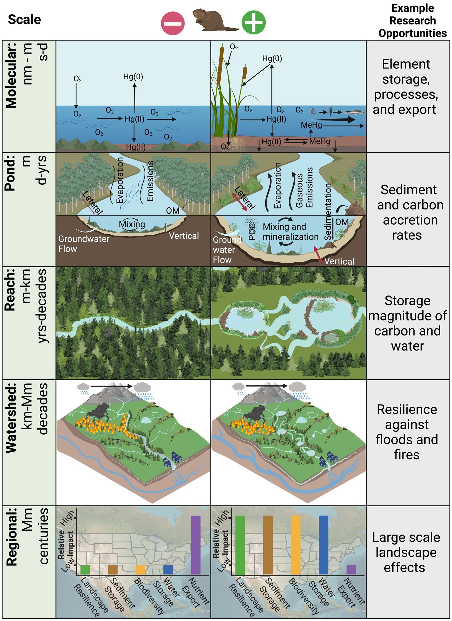 Graphic showing the influence of beavers on different parts of the environment.