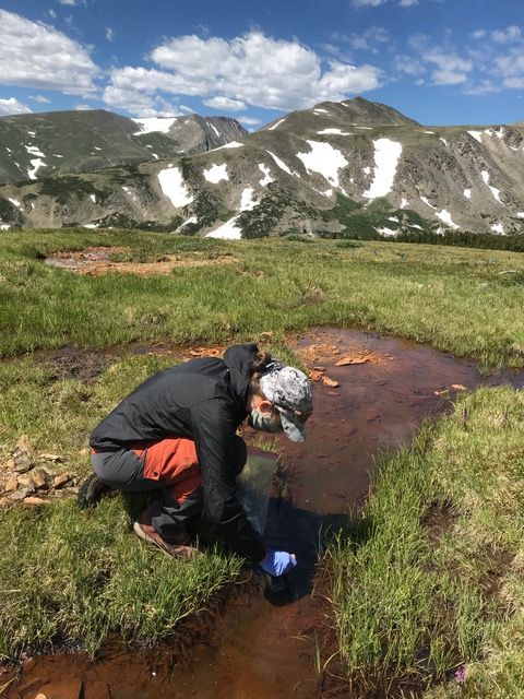 Hannah Miller gathers samples in the peatlands near Niwot Ridge