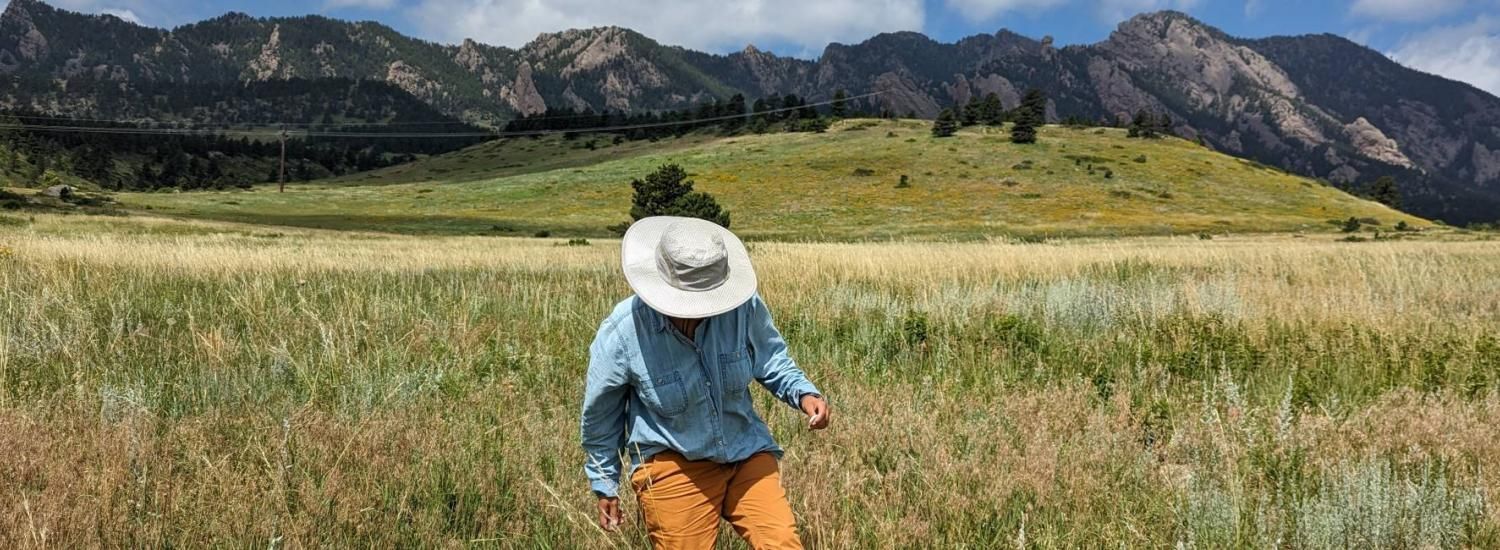 A researcher walks through tall grass beneath the foothills while searching for grasshoppers