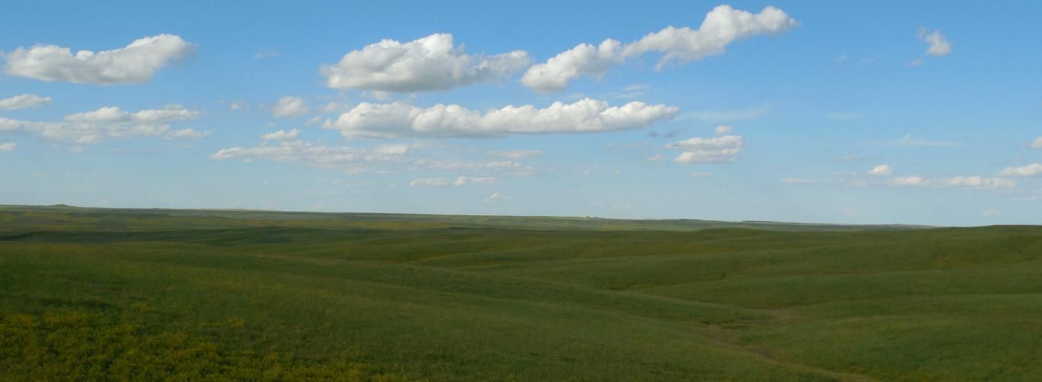 Green grass sways under a blue sky in the south dakota grasslands