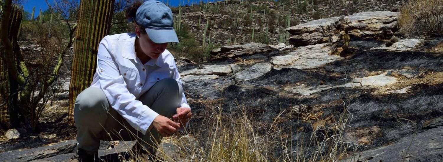 Emily Fusco works on a project assessing the combined impacts of invasive buffelgrass and fire.