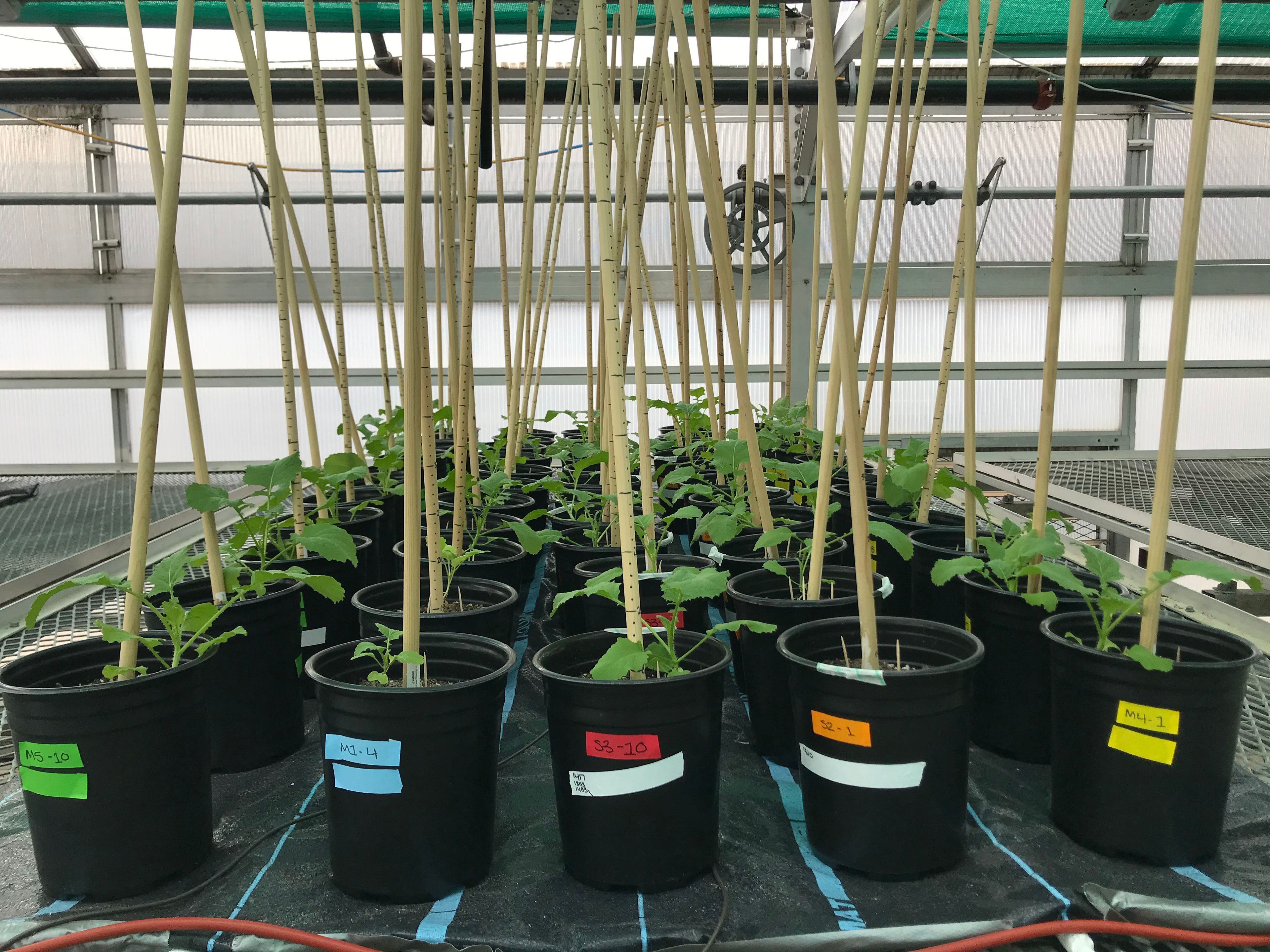 Five mustard plants grown in a greenhouse inoculated with microbes from around Colorado