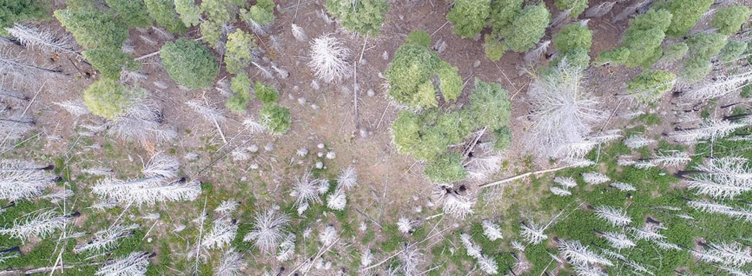 overhead shot of forest, some trees alive some dead