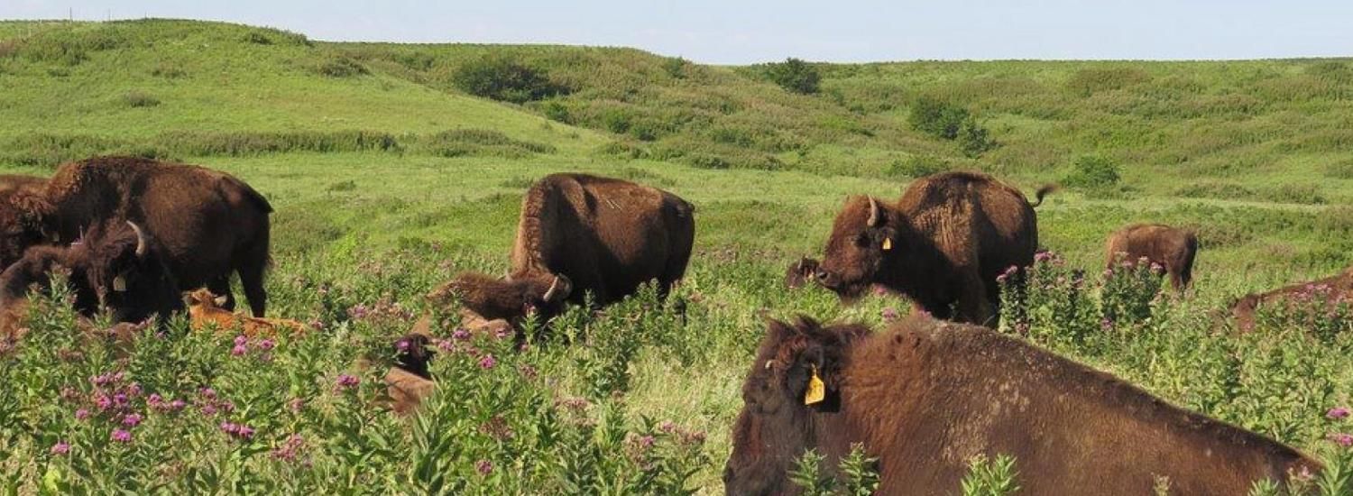 Bison in Prairie