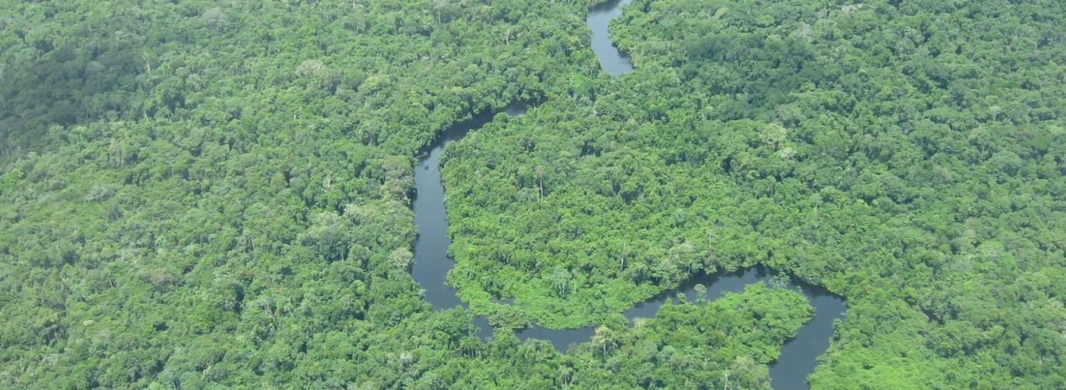 River and Amazon forest