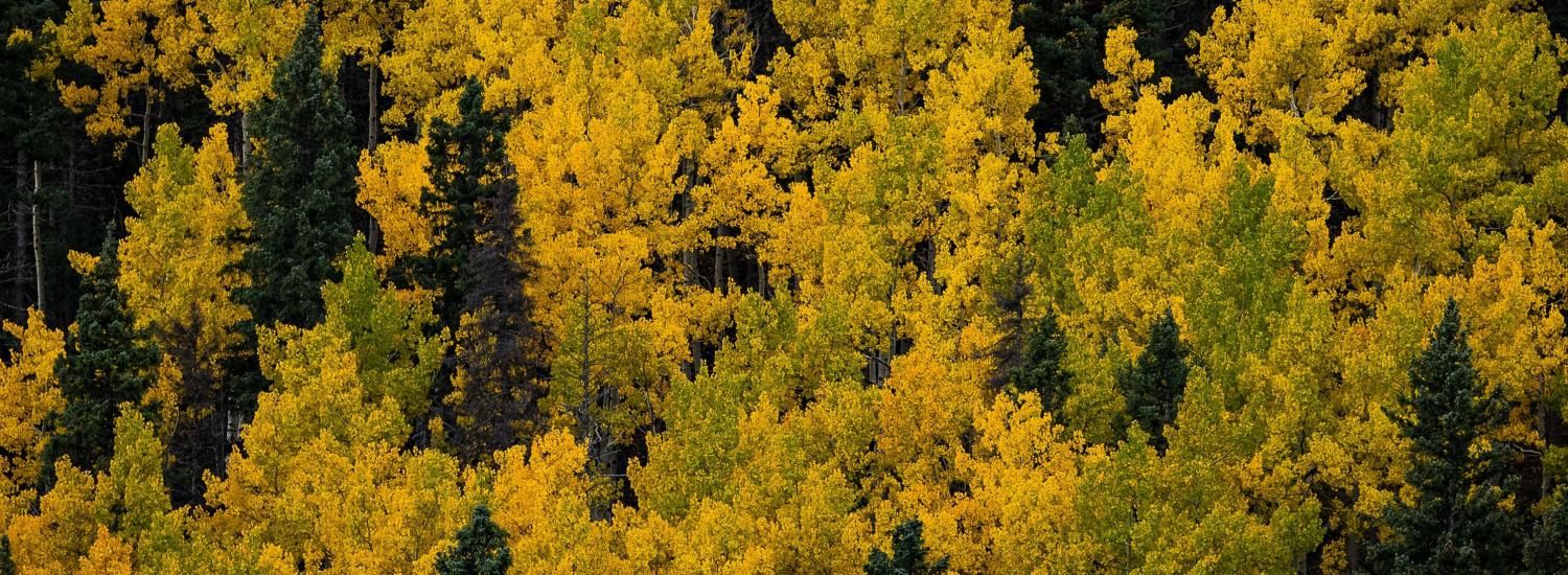 Yellow and orange aspen trees