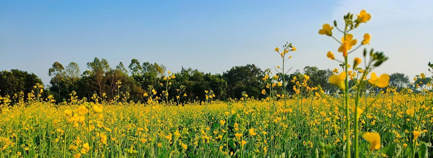 A field of yellow flowered mustard plants stretches into the horizon