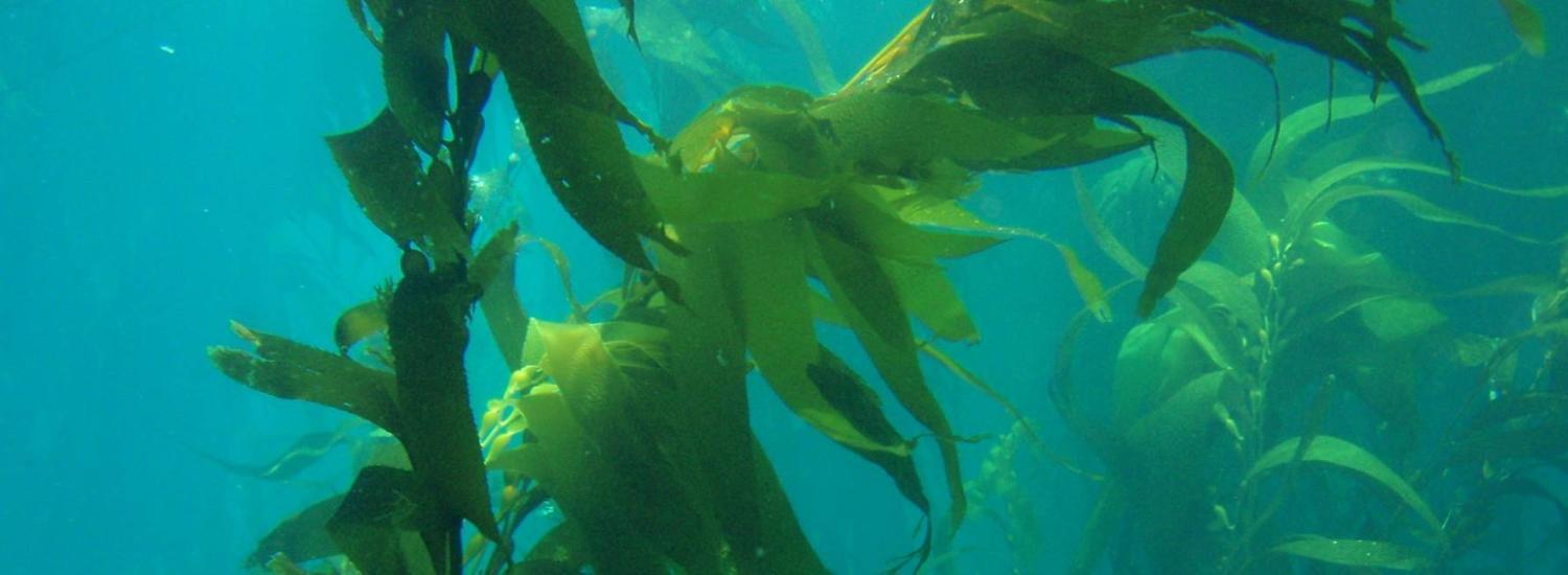 Green sea kelp in water