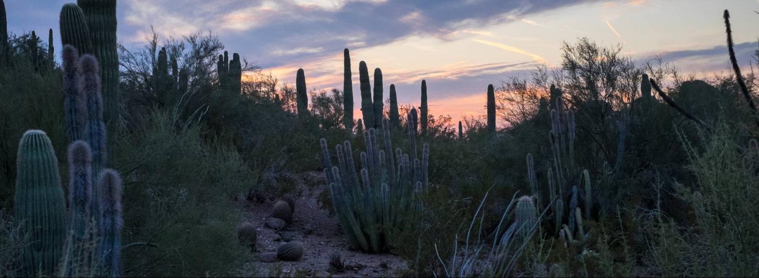 Cactuses at the Desert Botanical Garden Phoenix