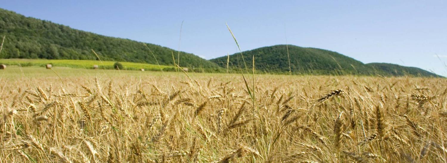 Wheat field in Hungary