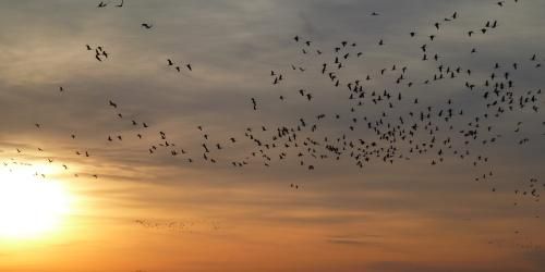 sandhill crains fly in uniform across the sunsetting sky