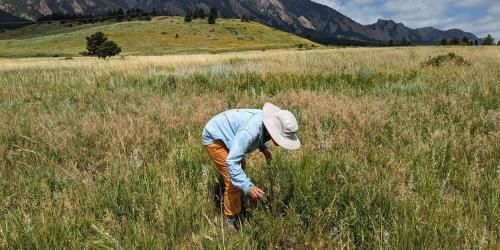 a RECCS student looks for grasshoppers near Boulder, Colorado