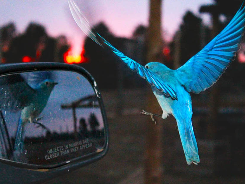 Blue humming bird next to a car window. 
