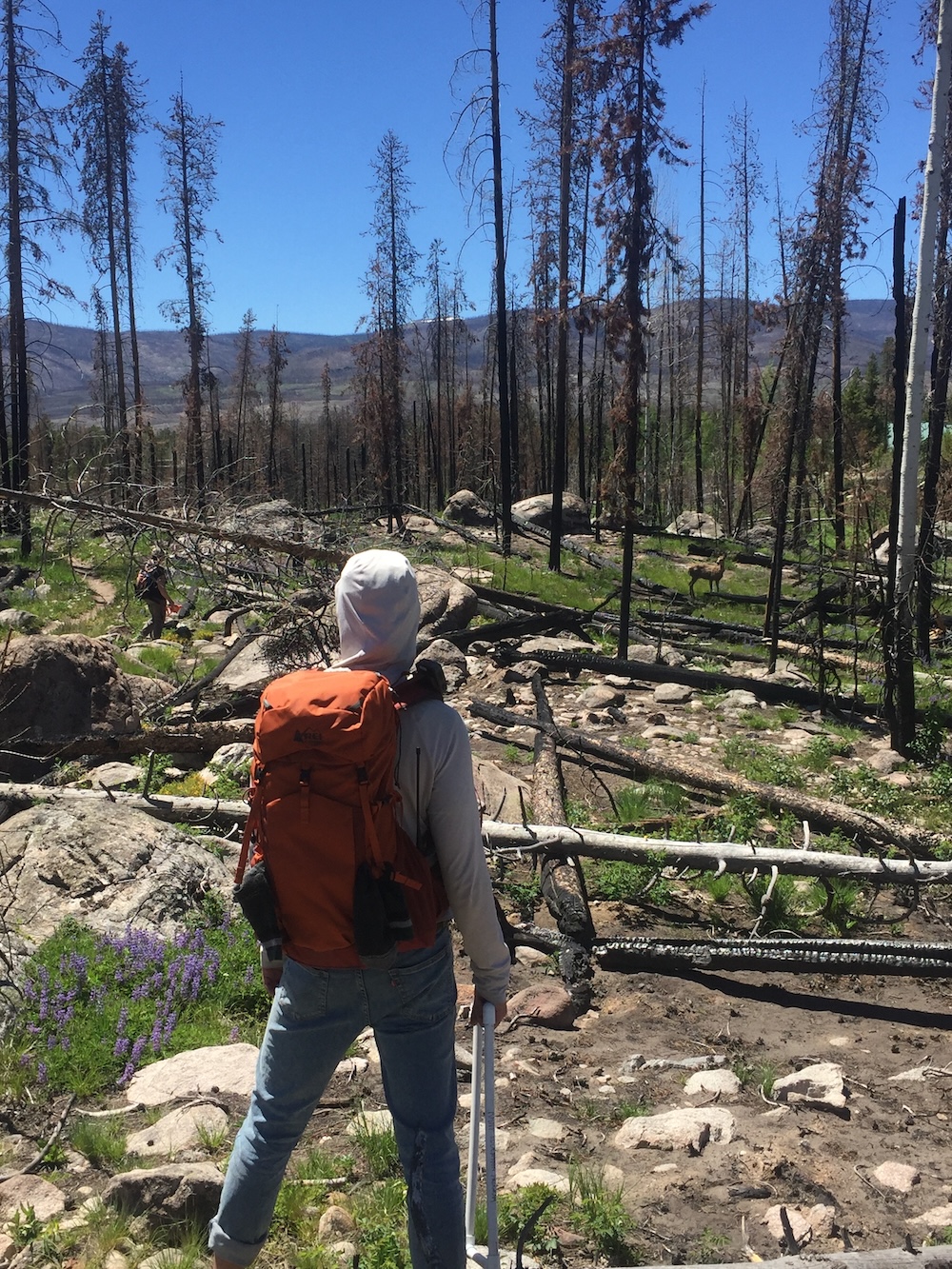 A person stands in a forest recovering after a wildfire