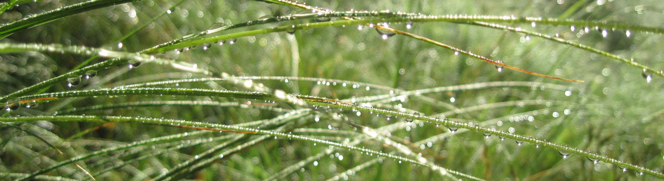 Grass with dewdrops