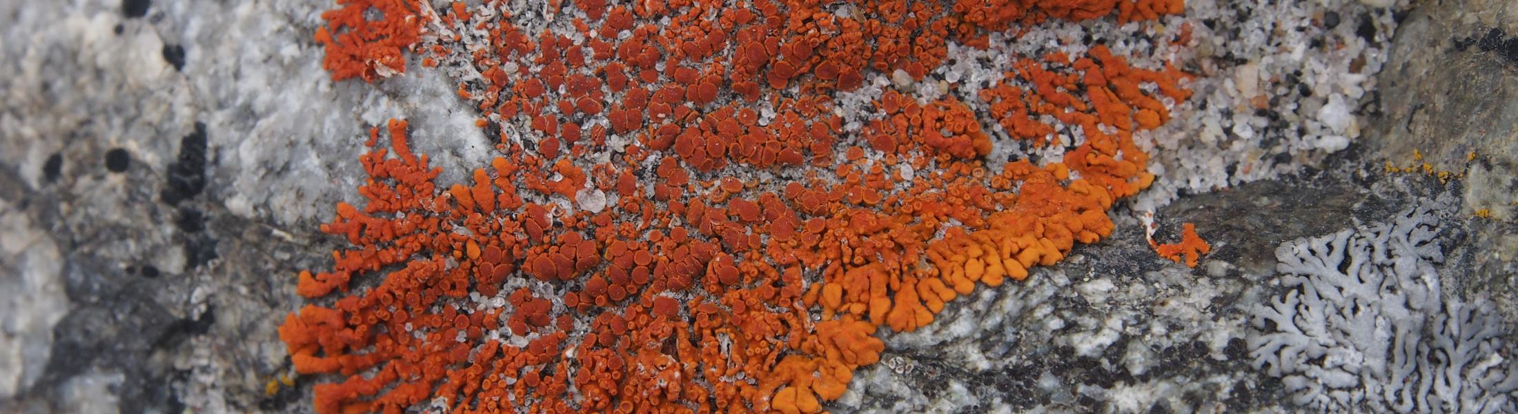 Closeup of lichen on rock