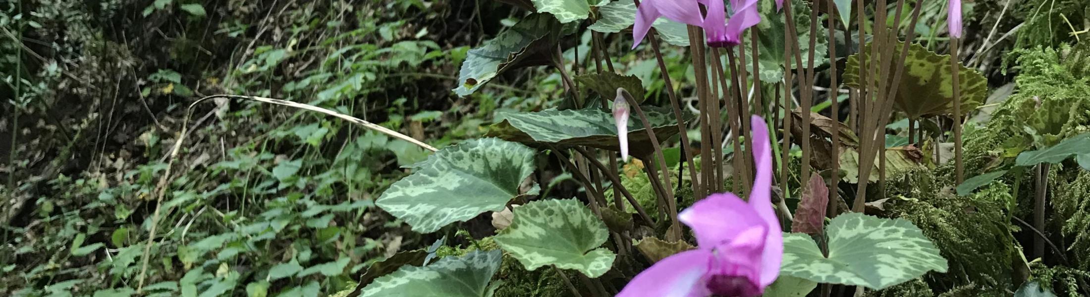 wild cyclamen growing on lush forest