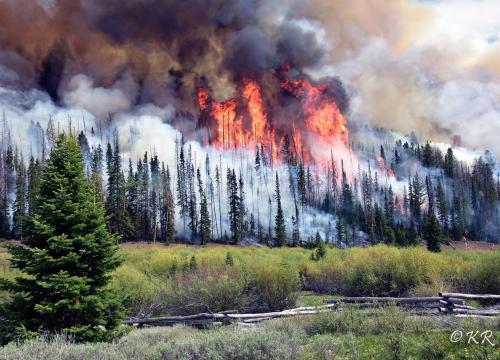 A billowing forest fire.