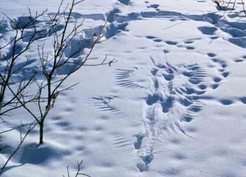 Human footprints and wildlife tracks converge at Arctic National Wildlife Refuge in Alaska. 