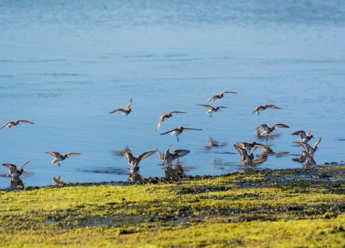 Flock of birds landing at Elkhorn Slough.