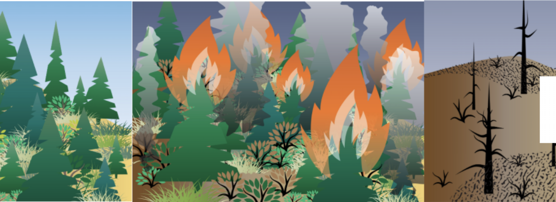 How do landscapes recover after a wildfire?