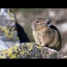 It’s a Hard Rock Life for the Pika, Lens on Climate Change Film