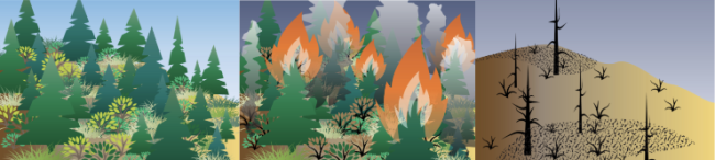Image of fire and burned landscape