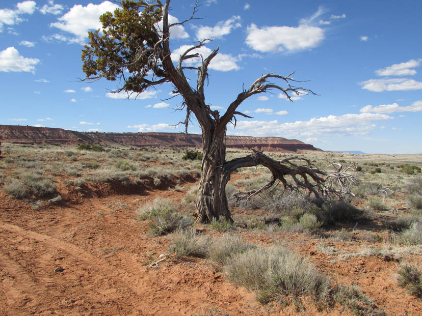 “Lonely Tree” pictured in Burnside, AZ. 