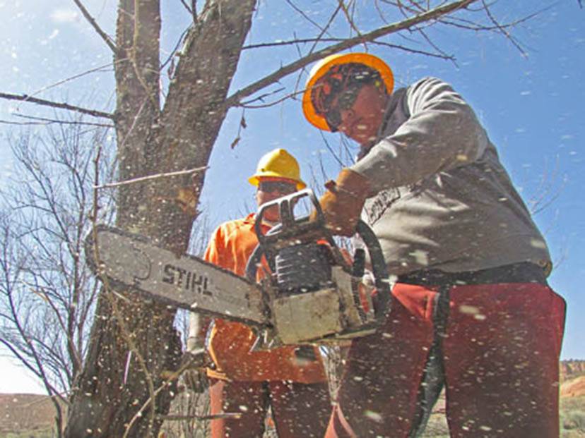 Two men cutting a tree with a saw. 