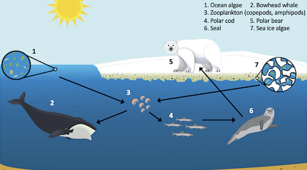 Different organisms and living things in the Arctic
