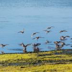 Flock of birds landing at Elkhorn Slough.