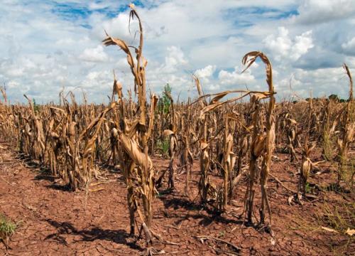 Drought stricken crops.
