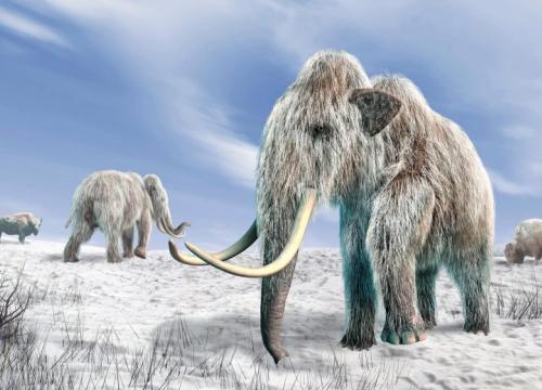 Wooly mammoth